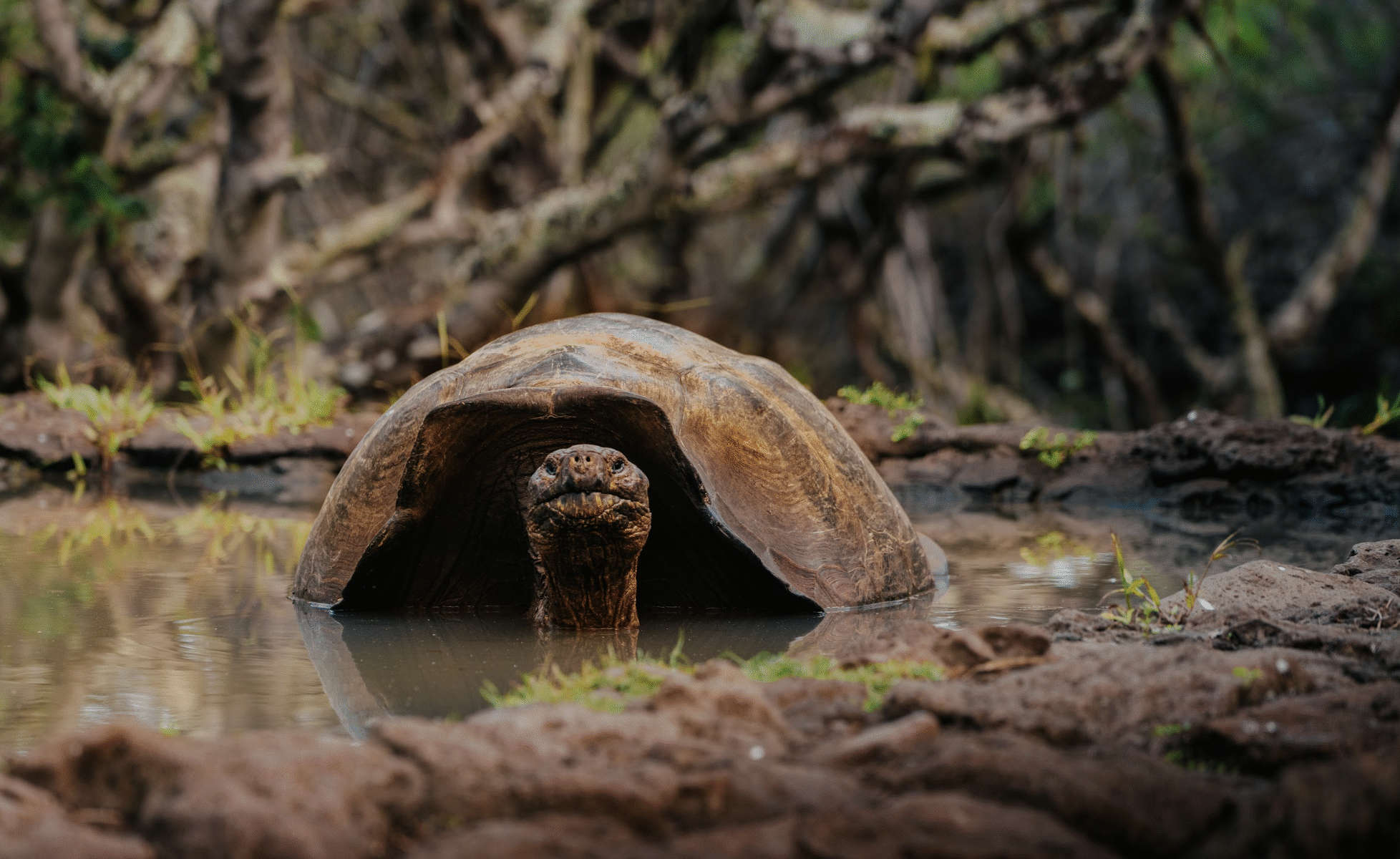 Tortuga de Galápagos