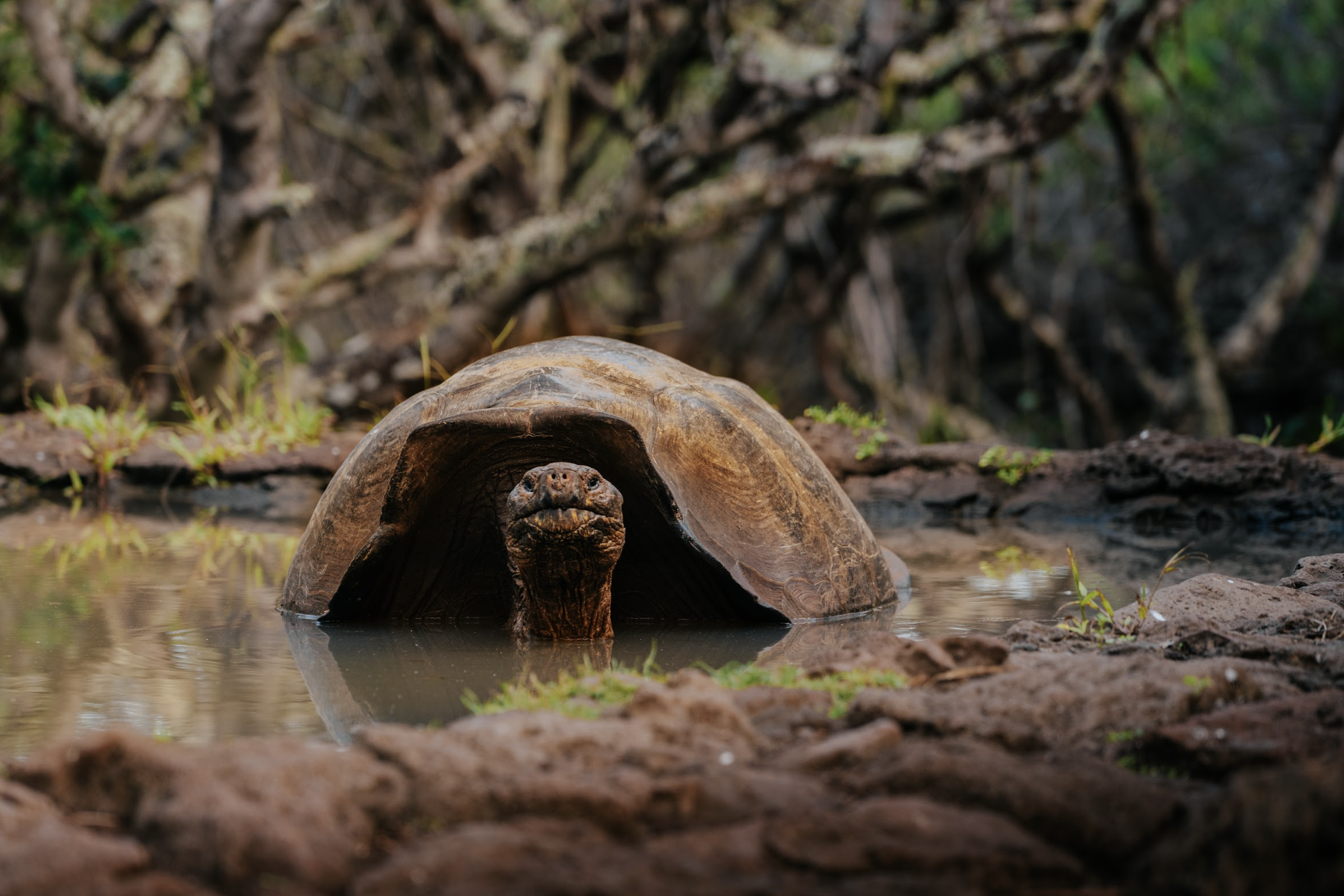 Tortuga de Galápagos