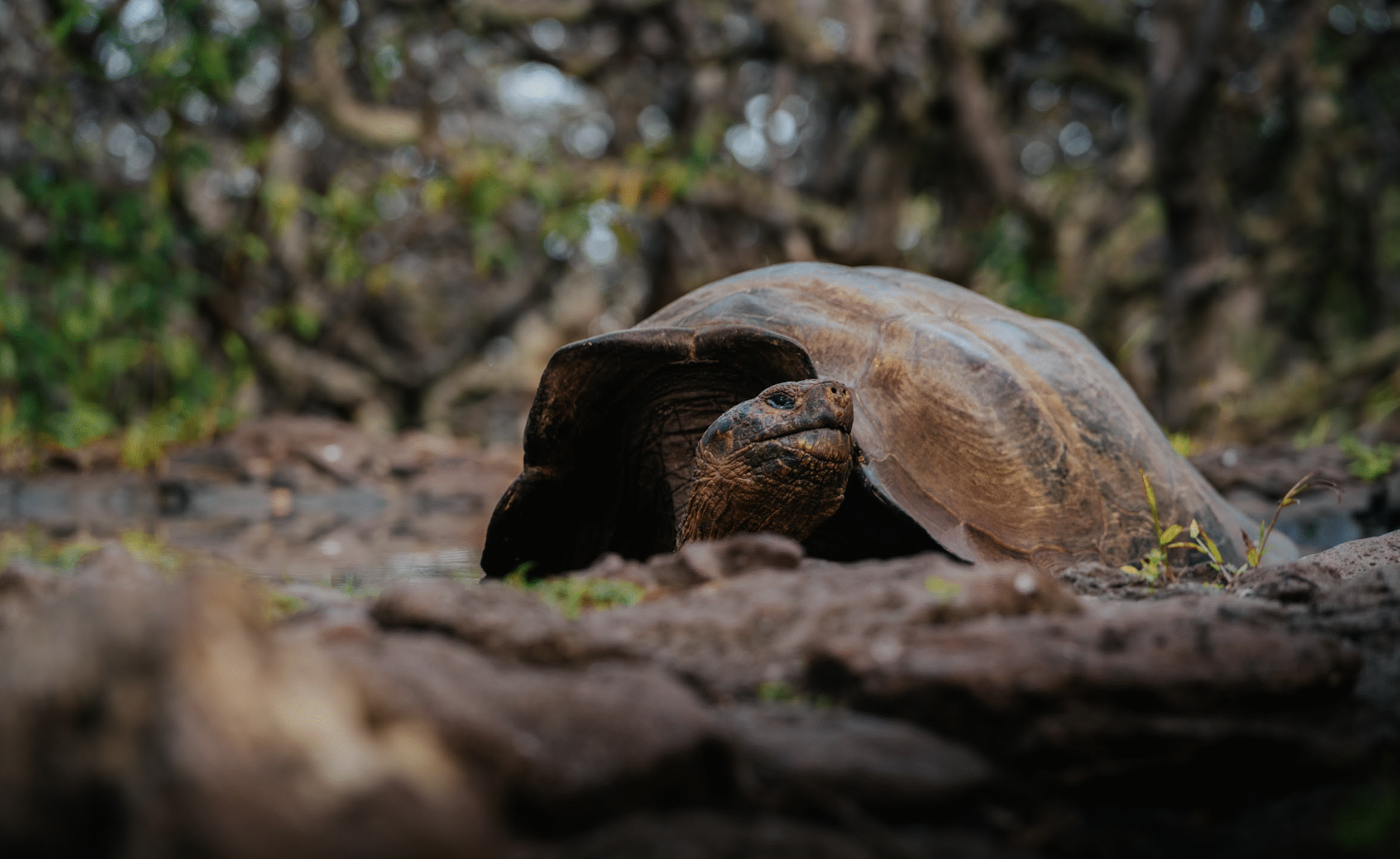 Tortuga de Galápagos