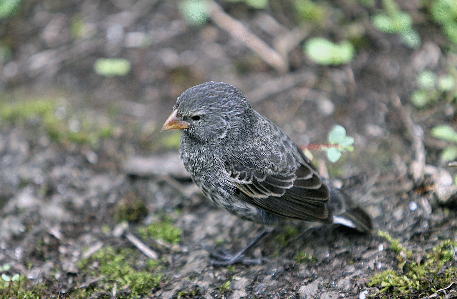 Pinzón de Darwin de Galápagos