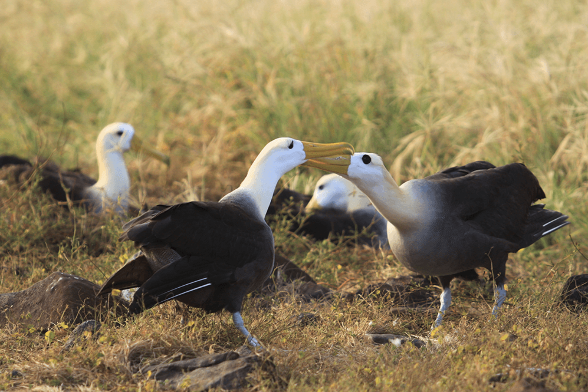 Albatros de la isla Española