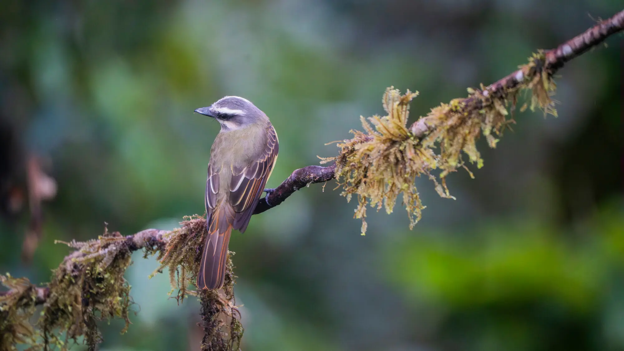 Aves-ecuador-birds